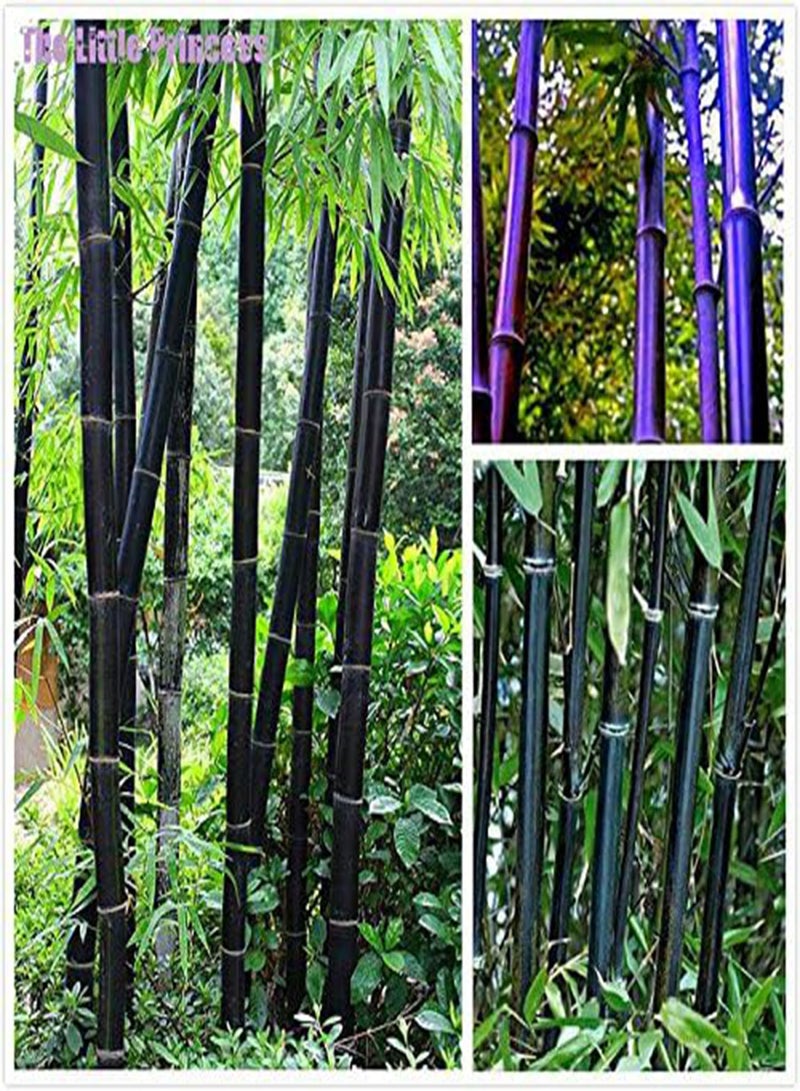 GGOOT 50 Pieces/Pack Seeds Rare Purple Bamboo Seeds Lucky Bamboo Garden Plants Seeds Garden Decoration Bonsai Flower Seeds Green - Image 2