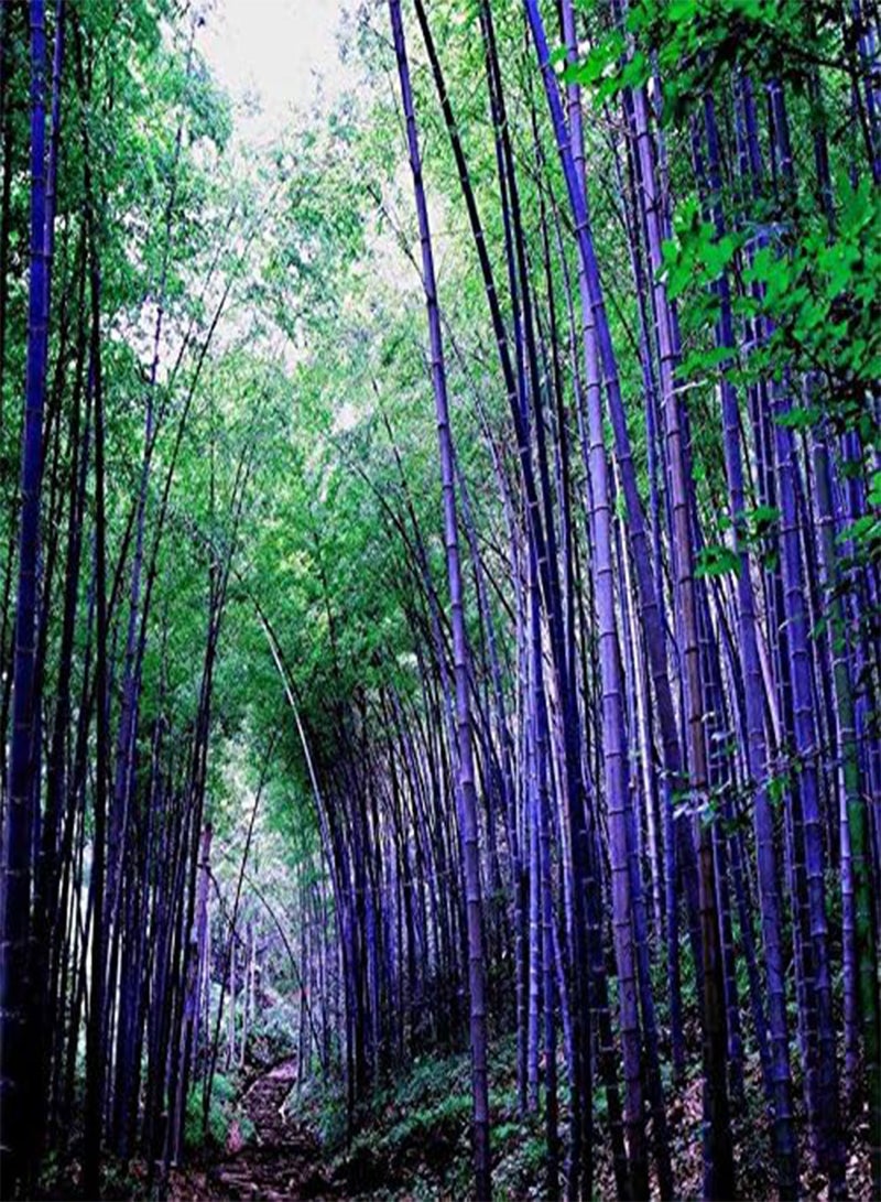 GGOOT 50 Pieces/Pack Seeds Rare Purple Bamboo Seeds Lucky Bamboo Garden Plants Seeds Garden Decoration Bonsai Flower Seeds Green - Image 1