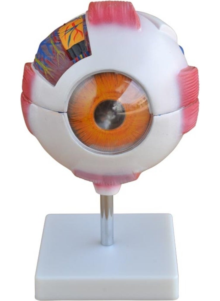 Medical Market TR Eye Model -Eye Model - pzsku/Z87A323E0D0B4174235EEZ/45/_/1731205485/46063b62-991e-42db-9cc1-2a8eb93c027f