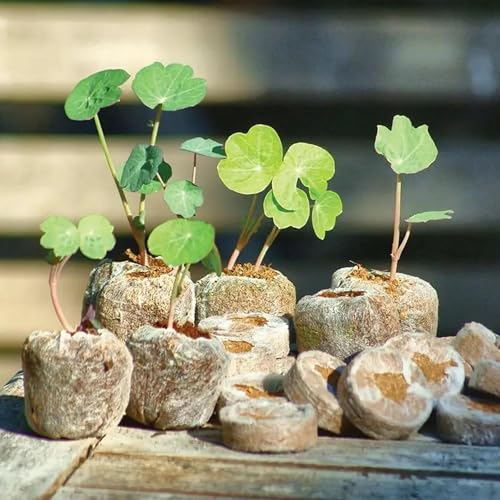Happy Squirrel Seedling Tray for Plants with Cocopeat - A 100% Organic Seed Germination Tray | Used as a Seed Germination kit for 100% Germination | 30mm Diameter (Pack of 40) - Image 1