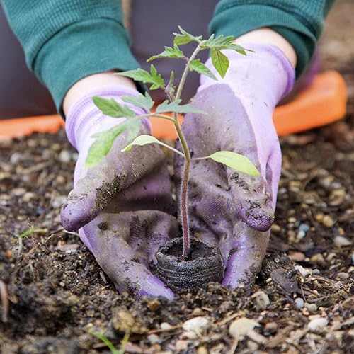 Happy Squirrel Seedling Tray for Plants with Cocopeat - A 100% Organic Seed Germination Tray | Used as a Seed Germination kit for 100% Germination | 30mm Diameter (Pack of 40) - Image 5