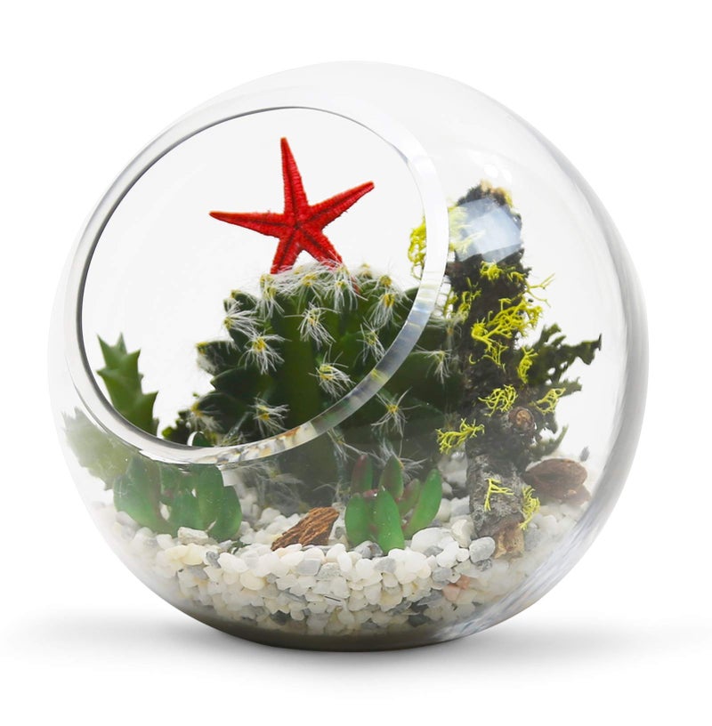 WGVI WGV Slant Cut Bowl Glass Vase, Width 5.5", Height 5.5", Clear Round Globe Planter Terrarium Orb, Candy Dish, Fruit Jar, Floral Container for Home Office Decor, 1 Piece - Image 4