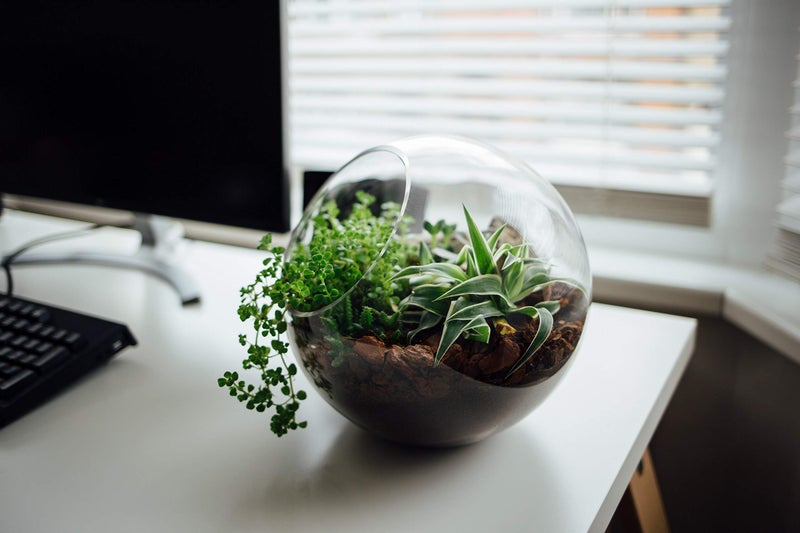 WGVI WGV Slant Cut Bowl Glass Vase, Width 5.5", Height 5.5", Clear Round Globe Planter Terrarium Orb, Candy Dish, Fruit Jar, Floral Container for Home Office Decor, 1 Piece - Image 5