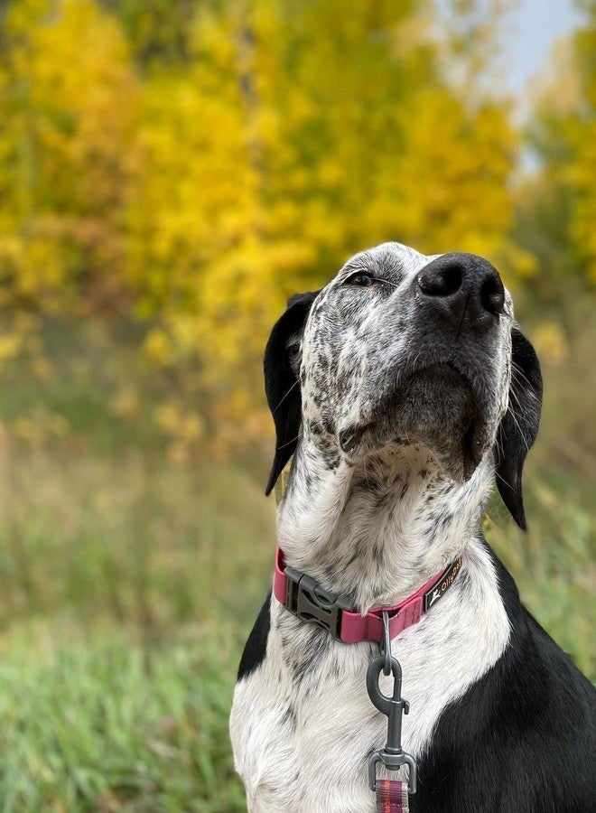 OllyDog طوق OllyDog Tilden، طوق مقاوم للماء للكلاب مع مشبك سريع الفتح، حزام منسوج مقاوم للروائح، طوق خفيف الوزن للكلاب الكبيرة والمتوسطة والصغيرة (متوسط، وردي) - Image 5