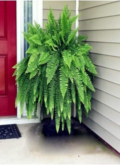 100Pcs Creeper Boston Fern Seeds Vine Plant Home Ornament Garden Bonsai Decor - Boston Fern Seeds - Flower Seeds Vegetable Seeds Fruit Seeds Garden Plant Seeds
