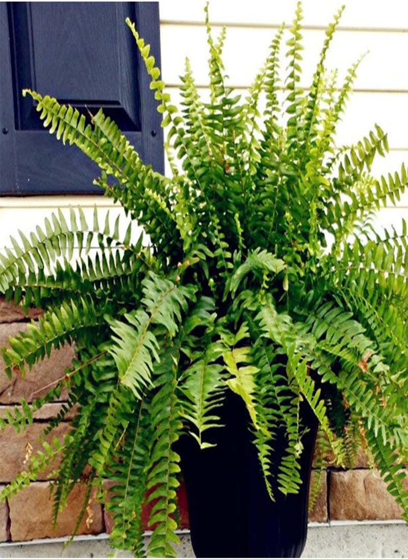 GGOOT - 100Pcs Creeper Boston Fern Seeds Vine Plant Home Ornament Garden Bonsai Decor - Boston Fern Seeds - Flower Seeds Vegetable Seeds Fruit Seeds Garden Plant Seeds - Image 1