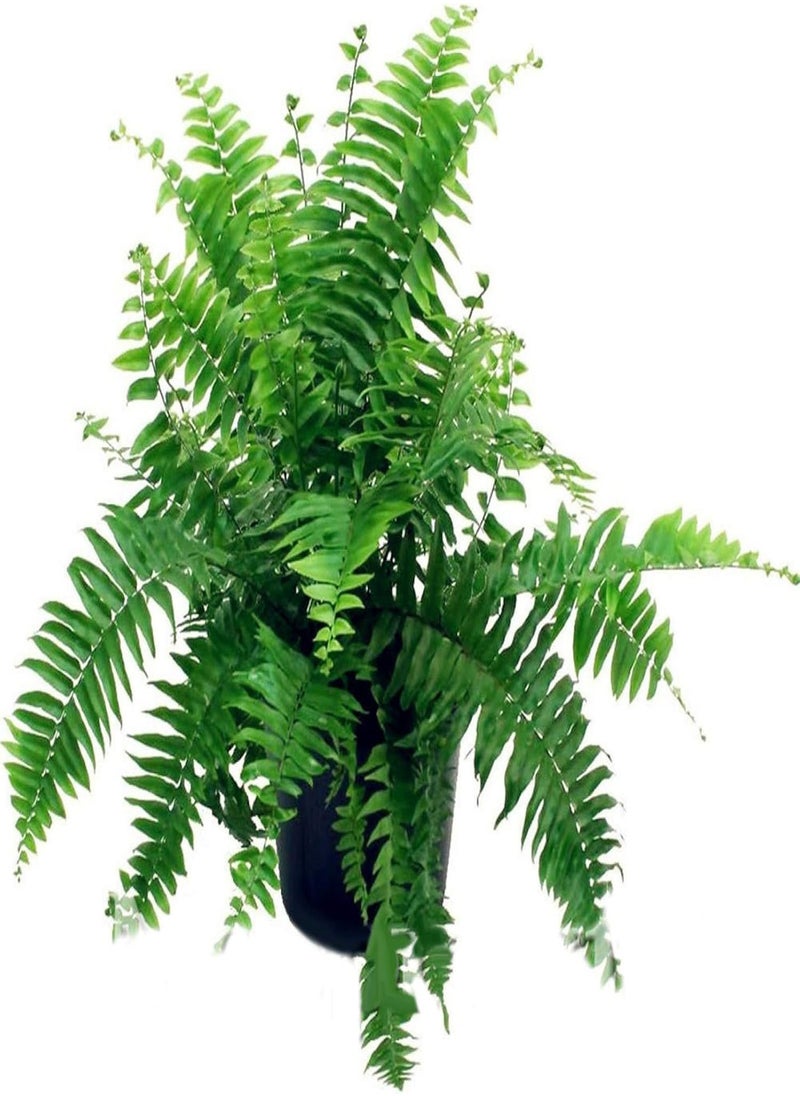 GGOOT - 100Pcs Creeper Boston Fern Seeds Vine Plant Home Ornament Garden Bonsai Decor - Boston Fern Seeds - Flower Seeds Vegetable Seeds Fruit Seeds Garden Plant Seeds - Image 1