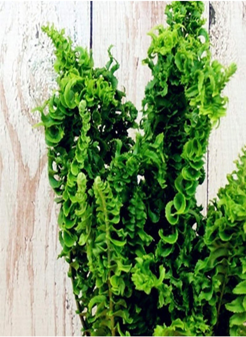 GGOOT - 100Pcs Creeper Boston Fern Seeds Vine Plant Home Ornament Garden Bonsai Decor - Boston Fern Seeds - Flower Seeds Vegetable Seeds Fruit Seeds Garden Plant Seeds - Image 1