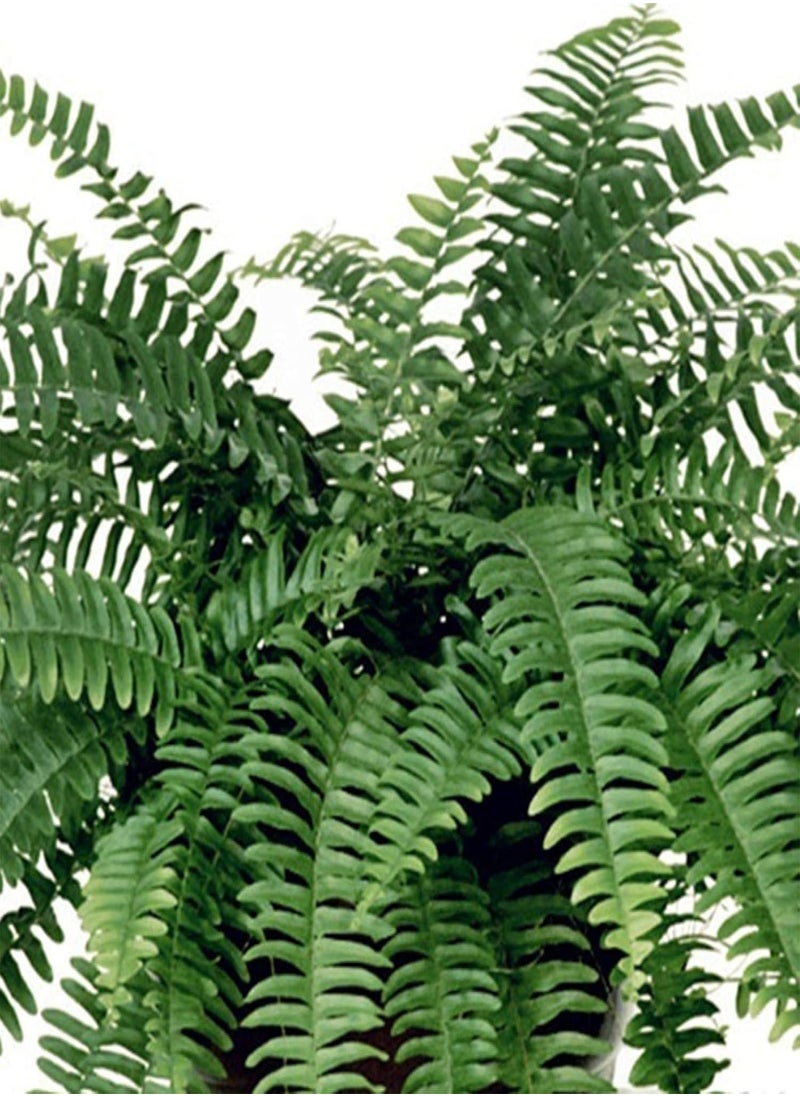 GGOOT - 100Pcs Creeper Boston Fern Seeds Vine Plant Home Ornament Garden Bonsai Decor - Boston Fern Seeds - Flower Seeds Vegetable Seeds Fruit Seeds Garden Plant Seeds - Image 1