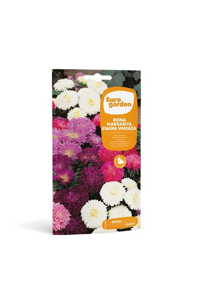 KNP EG Aster Dwaft Mix Seeds