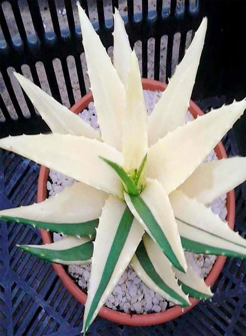 GGOOT Seed for Planting,100Pcs/Bag Rainbow Aloe Seeds Multi-Color Skin Care Water-saving Strong Vitality Aloe Seeds for Bonsai Aloe Seeds for Garden-9 - Image 3