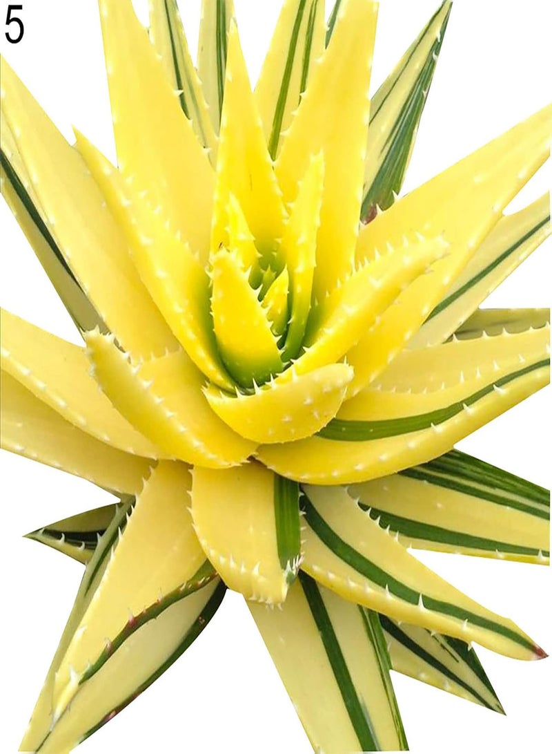 GGOOT Seed for Planting,100Pcs/Bag Rainbow Aloe Seeds Multi-Color Skin Care Water-saving Strong Vitality Aloe Seeds for Bonsai Aloe Seeds for Garden-9 - Image 4