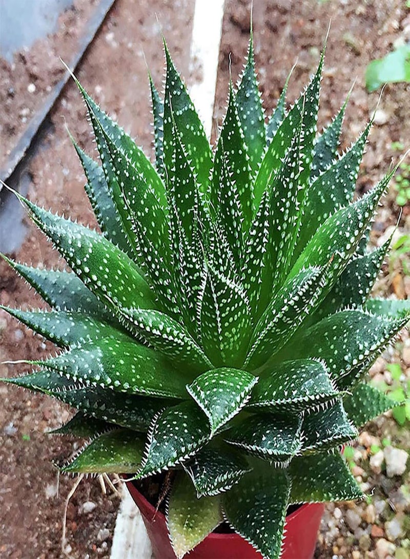 GGOOT Seed for Planting,100Pcs/Bag Rainbow Aloe Seeds Multi-Color Skin Care Water-saving Strong Vitality Aloe Seeds for Bonsai Aloe Seeds for Garden-9 - Image 5