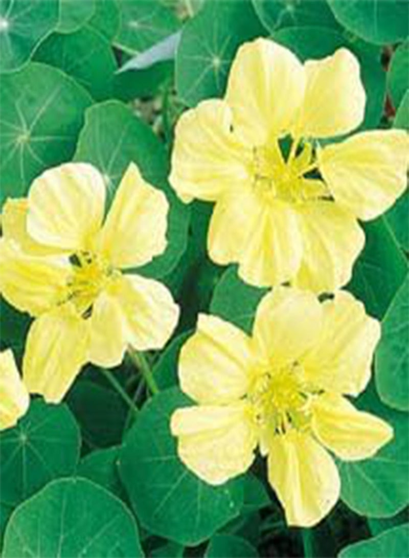 GGOOT Nasturtium Gleam Lemon Yellow 100 Seeds