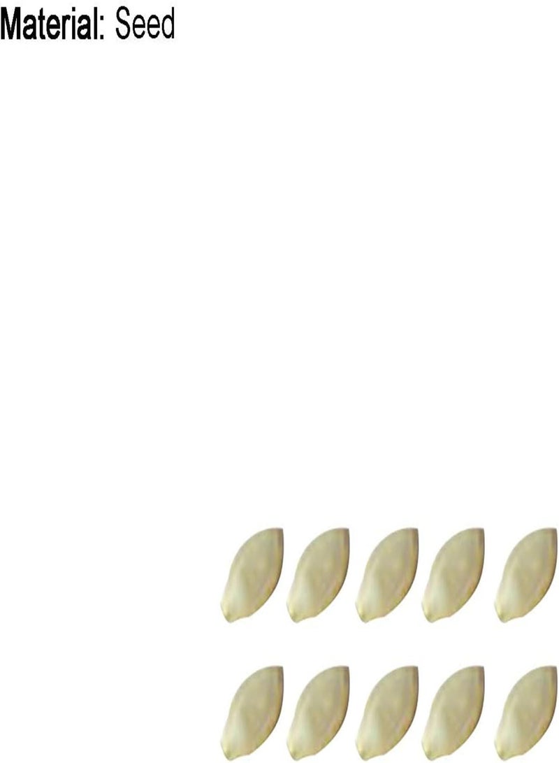 GGOOT Seeds 10Pcs/Bag Mini Pumpkin Seeds Rare Viable Fast-Growing Easy Planting Vegetable Seedlings for Courtyard Bonsai Seeds for Balcony - Image 4