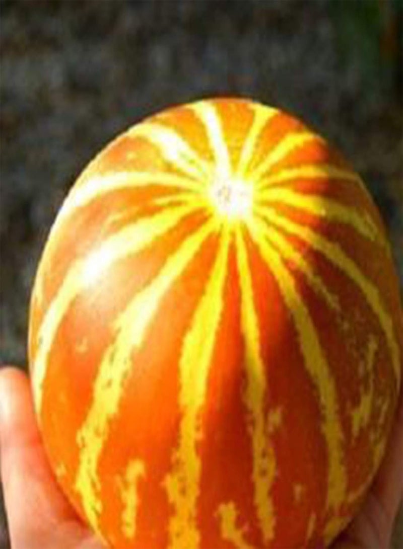 GGOOT Seeds 10Pcs/Bag Mini Pumpkin Seeds Rare Viable Fast-Growing Easy Planting Vegetable Seedlings for Courtyard Bonsai Seeds for Balcony - Image 3