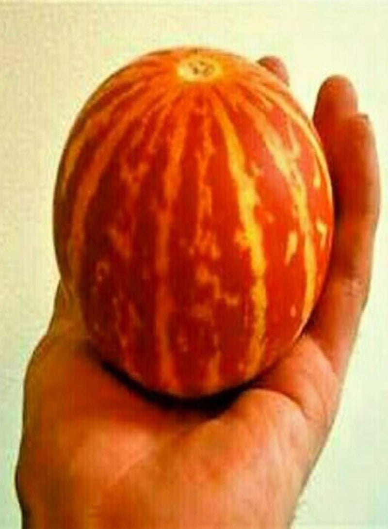 GGOOT Seeds 10Pcs/Bag Mini Pumpkin Seeds Rare Viable Fast-Growing Easy Planting Vegetable Seedlings for Courtyard Bonsai Seeds for Balcony - Image 5