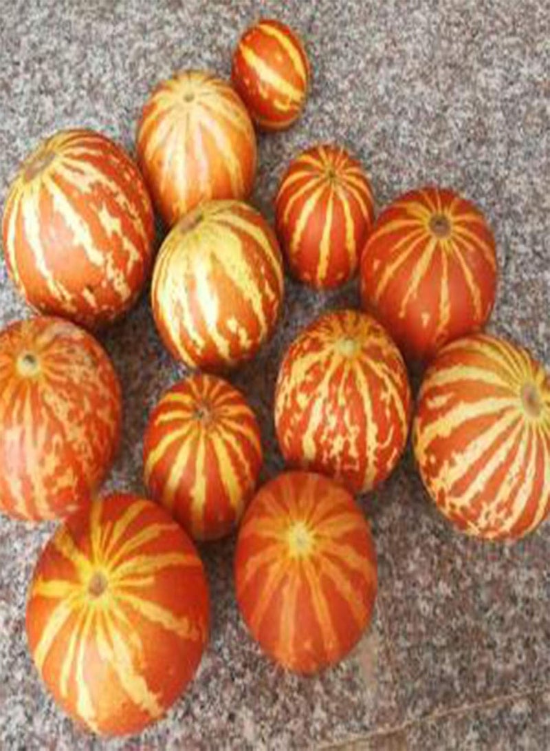 GGOOT Seeds 10Pcs/Bag Mini Pumpkin Seeds Rare Viable Fast-Growing Easy Planting Vegetable Seedlings for Courtyard Bonsai Seeds for Balcony - Image 1