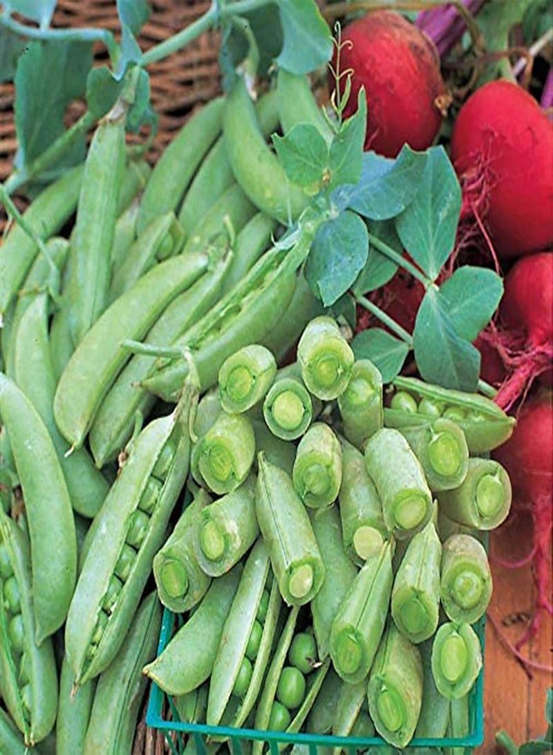 GGOOT 400Pcs Pea Seeds,Fast Growing Climbing Plants Easy to Grow Garden Pea Plants Vegetable Seeds Pea Seeds - Image 5