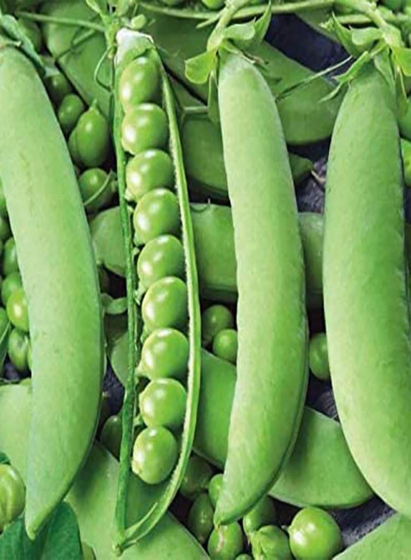 GGOOT 400Pcs Pea Seeds,Fast Growing Climbing Plants Easy to Grow Garden Pea Plants Vegetable Seeds Pea Seeds - Image 4