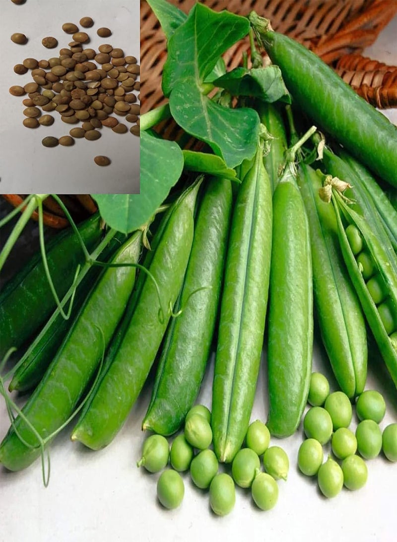 GGOOT 400Pcs Pea Seeds,Fast Growing Climbing Plants Easy to Grow Garden Pea Plants Vegetable Seeds Pea Seeds - Image 2