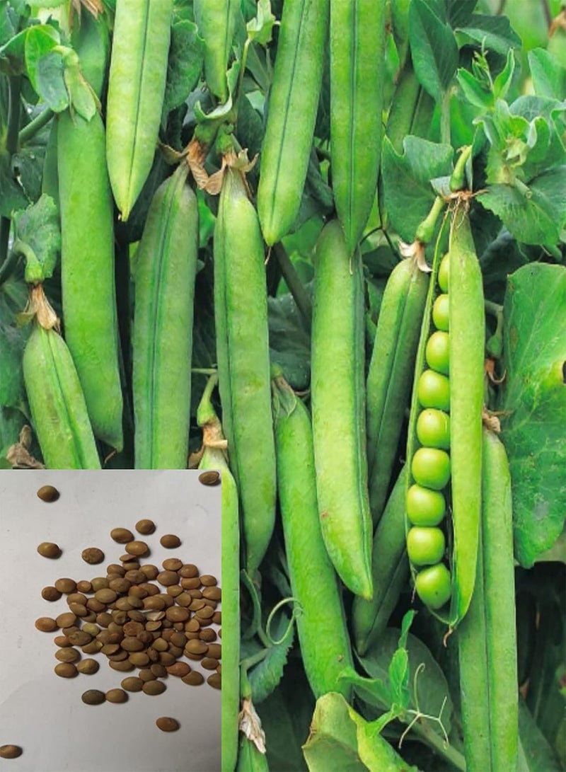 GGOOT 400Pcs Pea Seeds,Fast Growing Climbing Plants Easy to Grow Garden Pea Plants Vegetable Seeds Pea Seeds - Image 1