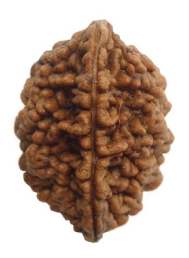 numeroastro Genuine & Natural 2 Mukhi Lab Certified Rudraksha Bead (Pack of 1) - Image 1