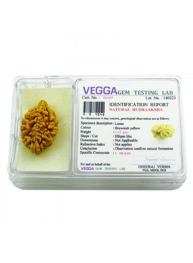numeroastro Genuine & Natural 2 Mukhi Lab Certified Rudraksha Bead (Pack of 1) - Image 2