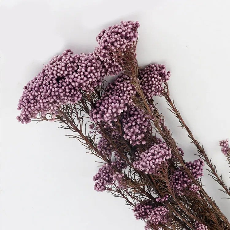 Bluejw Natural Dried Millet Flower Rice Flowers – Small Preserved Dried Plants for Wedding Floral Decor, Rustic Bouquet Fillers & Boho Home Arrangements - Image 1
