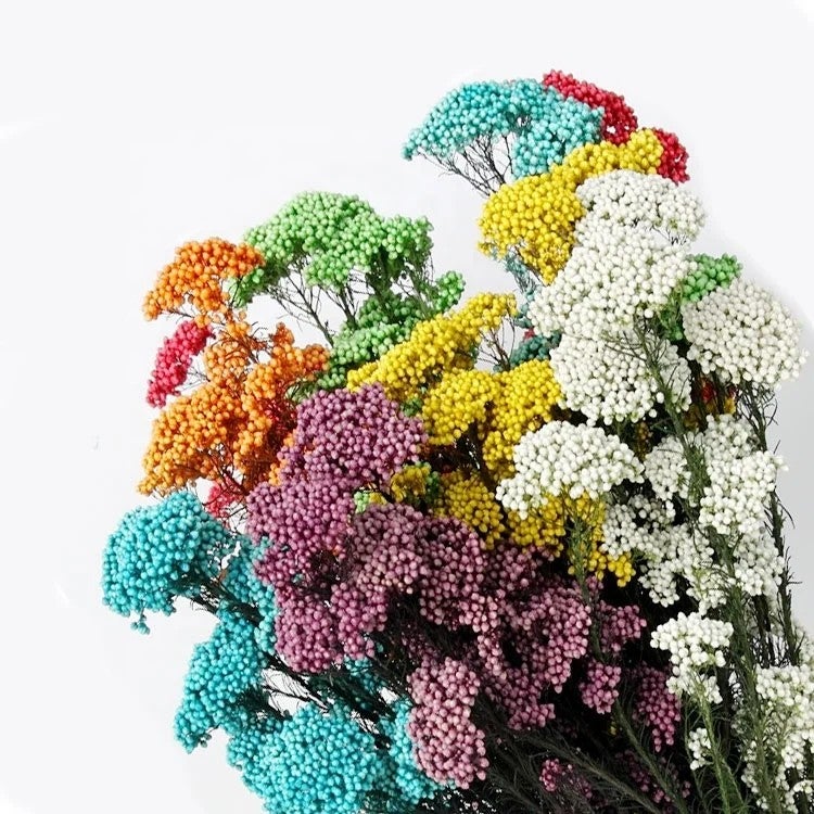 Bluejw Natural Dried Millet Flower Rice Flowers – Small Preserved Dried Plants for Wedding Floral Decor, Rustic Bouquet Fillers & Boho Home Arrangements - Image 2