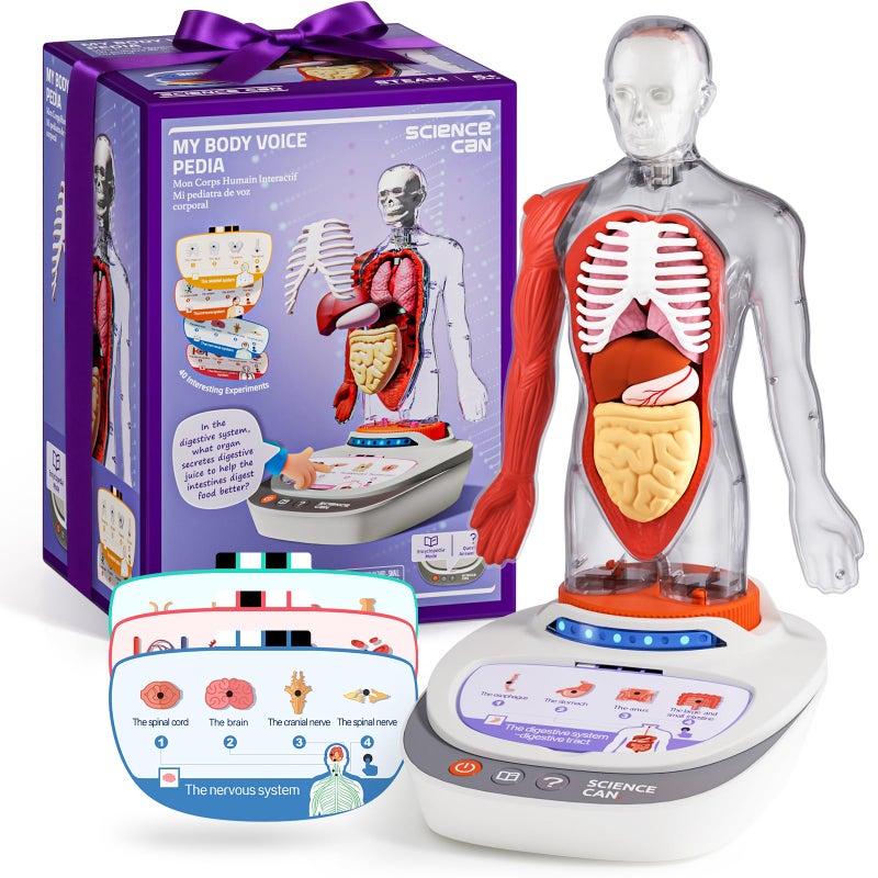 Science Can Human Body Model for Kids Interactive Human Anatomy Talking Model 11 Inch Realistic Anatomical Assembly Kit 15PCS Removable Parts Guide Educational STEM Toys Gifts for Kids Aged 6 - Image 4
