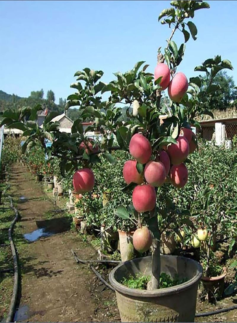 جي جوت 50 قطعة/حقيبة بذور التفاح الزخرفية اللذيذة غزيرة الإنتاج في الأماكن المغلقة والمفتوحة بذور الفاكهة ديكور الحديقة بذور بونساي قابلة للحياة في الفناء المنزلي - Image 1