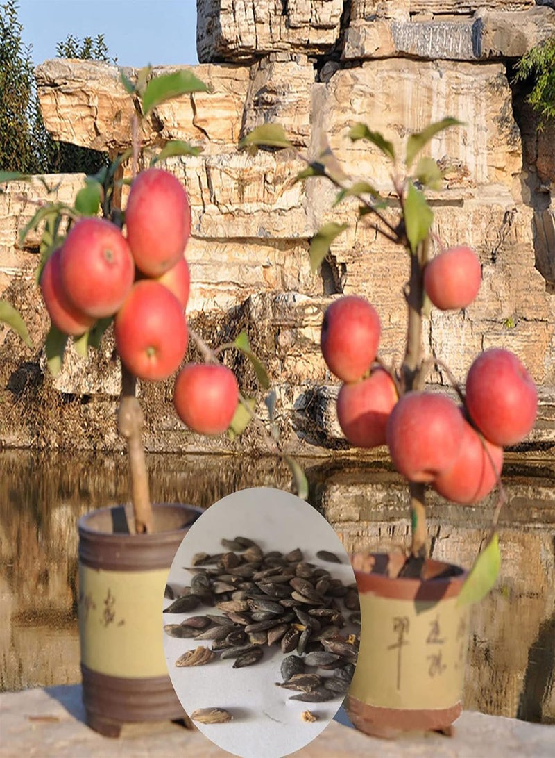 جي جوت 50 قطعة/حقيبة بذور التفاح الزخرفية اللذيذة غزيرة الإنتاج في الأماكن المغلقة والمفتوحة بذور الفاكهة ديكور الحديقة بذور بونساي قابلة للحياة في الفناء المنزلي - Image 2