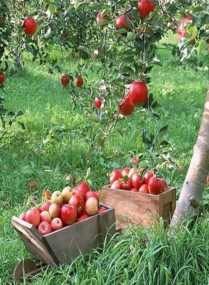 جي جوت 50 قطعة/حقيبة بذور التفاح الزخرفية اللذيذة غزيرة الإنتاج في الأماكن المغلقة والمفتوحة بذور الفاكهة ديكور الحديقة بذور بونساي قابلة للحياة في الفناء المنزلي - Image 5