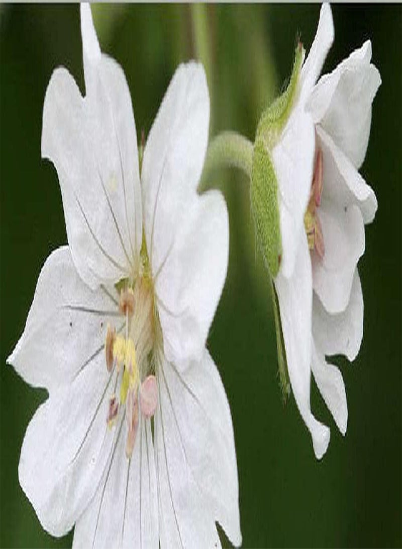 GGOOT Geranium Pyrenaicum Summer Snow (100) Flower Seeds - Image 1