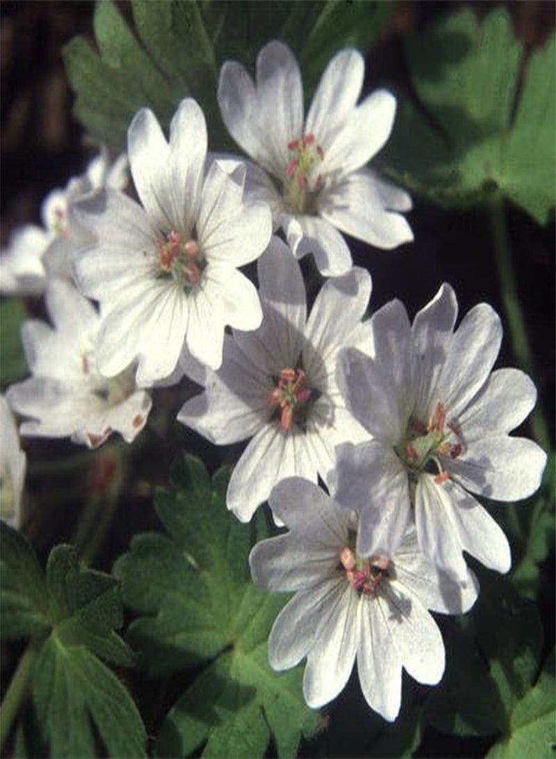 GGOOT Geranium Pyrenaicum Summer Snow (100) Flower Seeds - Image 2