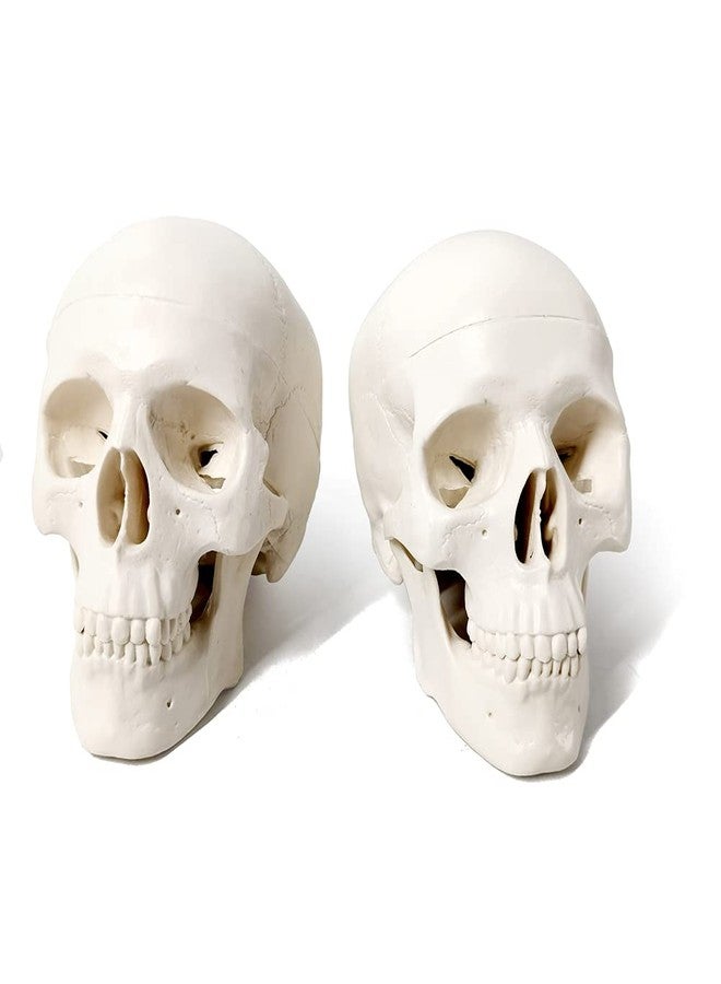 EVOTECH SCIENTIFIC Mini Human Skull Model, 3 Parts Palm-Sized Anatomy Skull Model with Removable Skull Cap & Full Set Teeth, School Teaching-Learning Tool, Fun Decorations Halloween Decorations Pirate Themed Decorations - Image 1