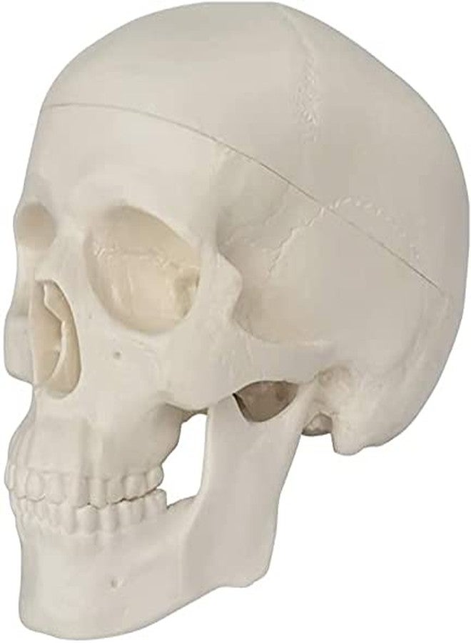 EVOTECH SCIENTIFIC Mini Human Skull Model, 3 Parts Palm-Sized Anatomy Skull Model with Removable Skull Cap & Full Set Teeth, School Teaching-Learning Tool, Fun Decorations Halloween Decorations Pirate Themed Decorations - Image 2