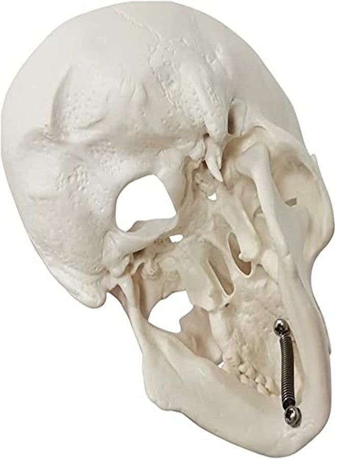 EVOTECH SCIENTIFIC Mini Human Skull Model, 3 Parts Palm-Sized Anatomy Skull Model with Removable Skull Cap & Full Set Teeth, School Teaching-Learning Tool, Fun Decorations Halloween Decorations Pirate Themed Decorations - Image 3