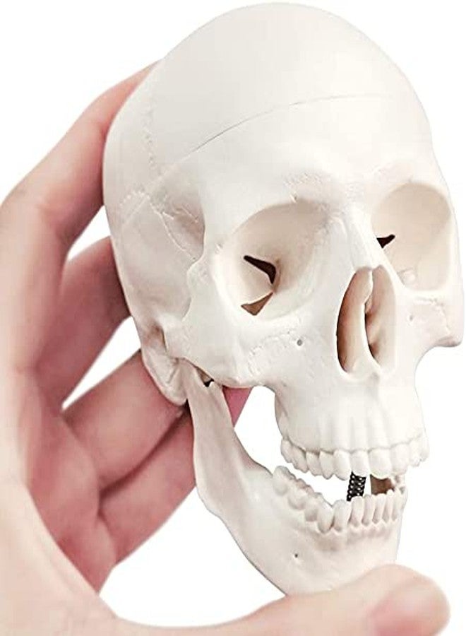EVOTECH SCIENTIFIC Mini Human Skull Model, 3 Parts Palm-Sized Anatomy Skull Model with Removable Skull Cap & Full Set Teeth, School Teaching-Learning Tool, Fun Decorations Halloween Decorations Pirate Themed Decorations - Image 5