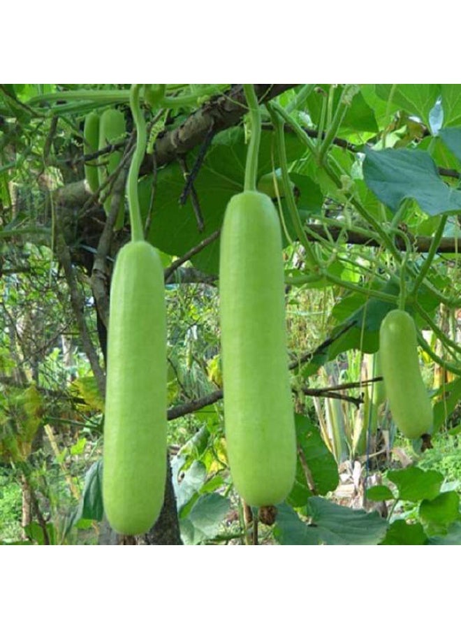 Bottle Gourd Summer Special Desi  Vegetable Seeds