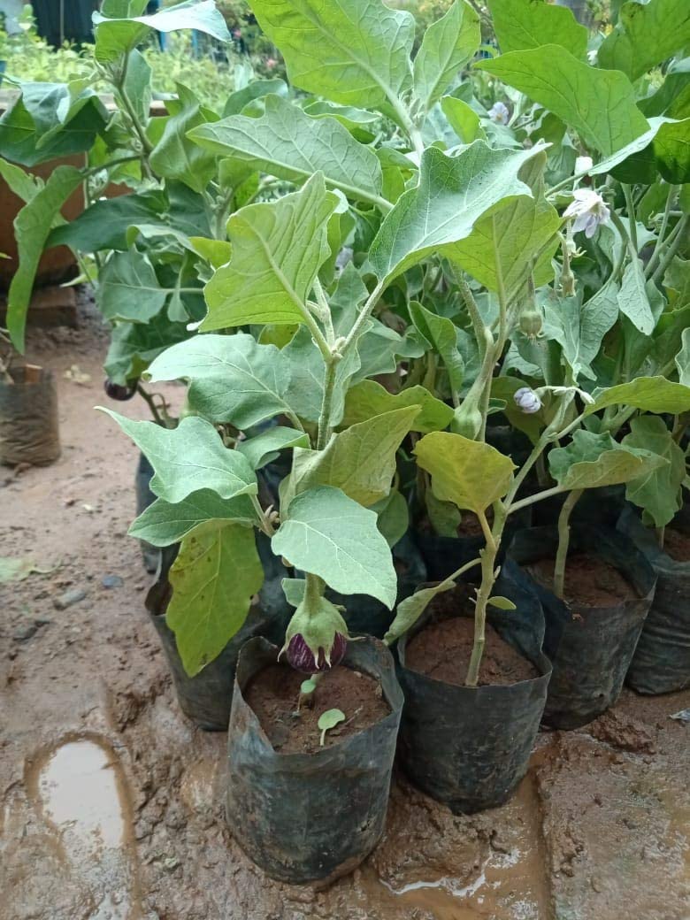 PlantaZee WoFLoo Live Brinjal - Baingan Vegetable Plant with Pot - Image 2