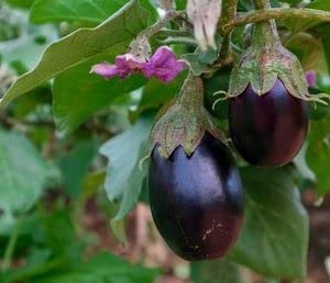 PlantaZee WoFLoo Live Brinjal - Baingan Vegetable Plant with Pot - Image 3