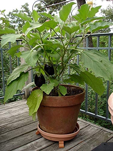 PlantaZee WoFLoo Live Brinjal - Baingan Vegetable Plant with Pot - Image 5