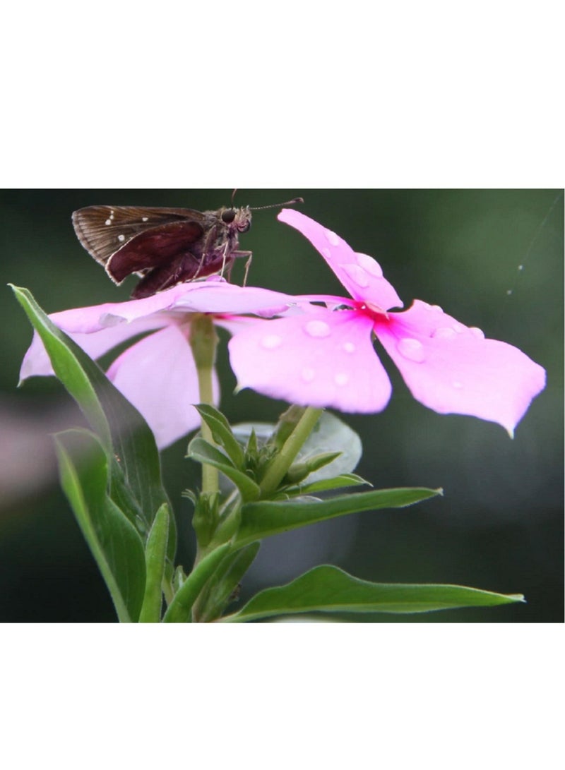 ڤسيل24 3 قطع من بذور زهرة فينكا بينكي المختلطة الألوان، إنها تخلق حديقة قوس قزح - Image 4