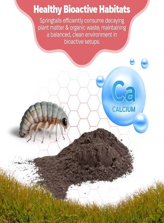 Snout and Shell Springtail Calcium Bearing Clay - 1 lb | Ideal for Culturing Springtails, Reptile and Amphibian Terrariums, and Natural Habitat Cleanup Crew - Image 4