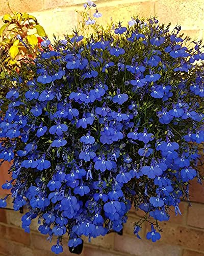 Ficoszo 1000+ Blue Creeping Thyme Seeds for Planting Perennial Landscaping Ground Cover Non-GMO Ficoszo serphyllum Thyme - Image 1