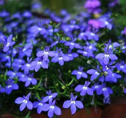 Ficoszo 1000+ Blue Creeping Thyme Seeds for Planting Perennial Landscaping Ground Cover Non-GMO Ficoszo serphyllum Thyme - Image 2