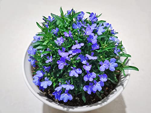 Ficoszo 1000+ Blue Creeping Thyme Seeds for Planting Perennial Landscaping Ground Cover Non-GMO Ficoszo serphyllum Thyme - Image 4