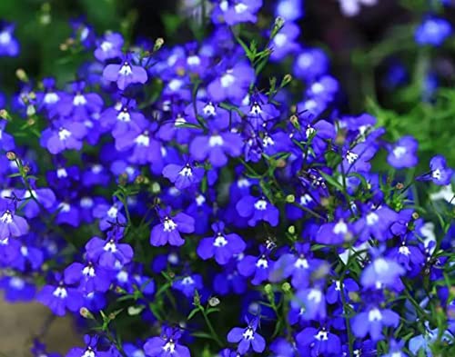 Ficoszo 1000+ Blue Creeping Thyme Seeds for Planting Perennial Landscaping Ground Cover Non-GMO Ficoszo serphyllum Thyme - Image 3